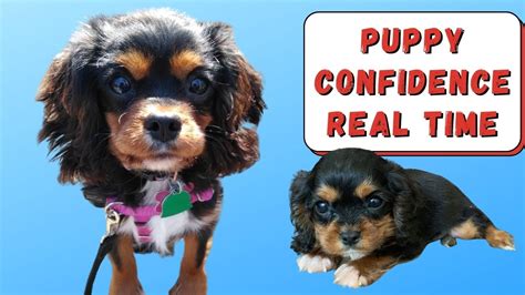 Best Way to Train a Puppy to be Confident | Dog Confidence Training for a Cavalier Puppy - YouTube