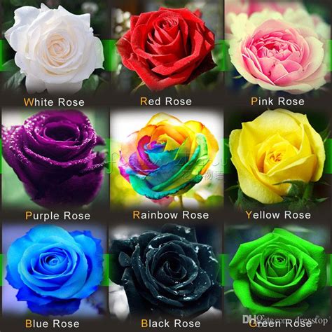 Buy Rose Flower 9 Different Colours 5 Seeds Each 45 Seeds Plantslive
