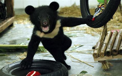 Chinese Farmers Pet Dogs Turn Out Endangered Black Bears China News