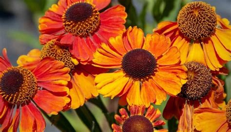10 Beautiful Orange Flowering Perennials