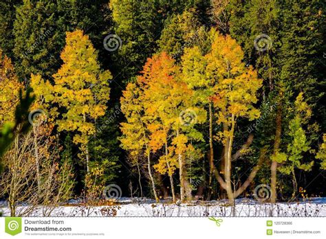 Season Changing First Snow And Autumn Trees Stock Photo Image Of
