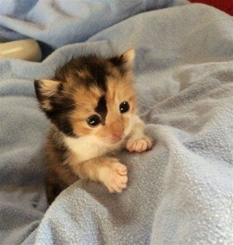 Tiny Calico Kitten Rescued Hours After Birth Kittens Cutest Cute