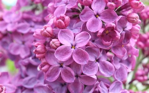 Purple Lilac Flowers Wallpapers Hd Wallpapers Id 18334