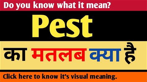 Pest Meaning In Hindi Pest Ka Matlab Kya Hota Hai Youtube