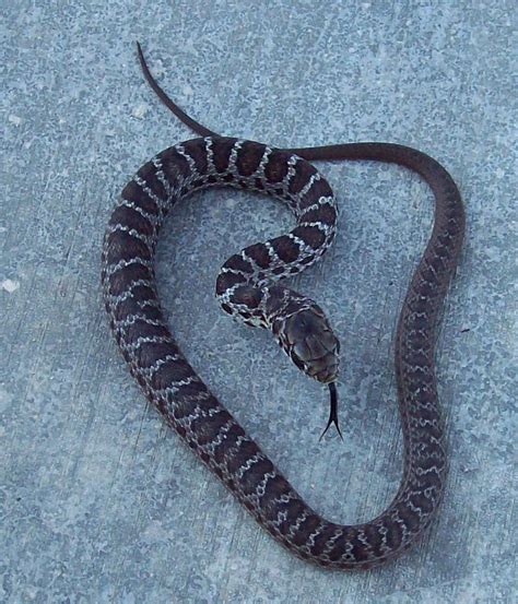 Black Snake Identification Chart