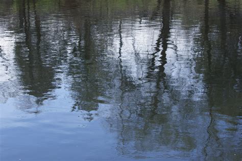 Water Reflecting Spring Trees Picture Free Photograph