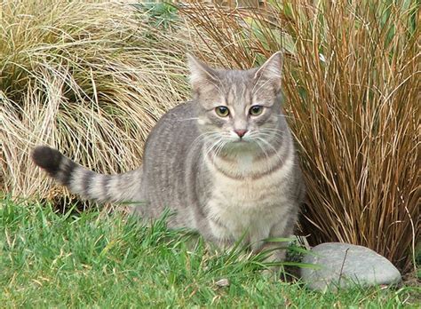 I have 2 brown eyed cats born of the same litter. The life of a compulsive recorder...