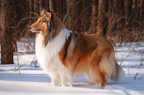Rough Collie Ultimate Guide Health Personality And More