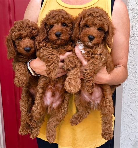 Westcoastpoodles Miniature Red Poodle Puppies ️ ️ Red Poodle Puppy