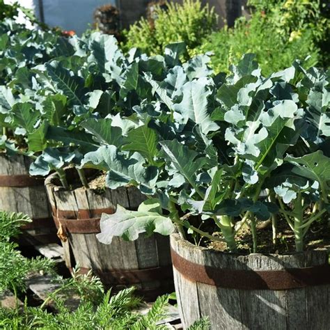 A Dozen Vegetables You Can Grow In Pots Taste Of Home