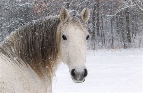 Horses In The Snow Wallpaper 59 Images