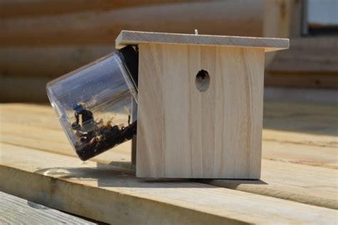 How To Make Effective Carpenter Bee Traps Easy And Effective Solutions