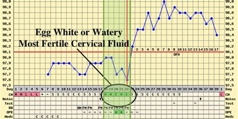 Checking Cervical Fluid
