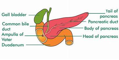Pancreas Pancreatic Tail Cancer Macmillan Does Side