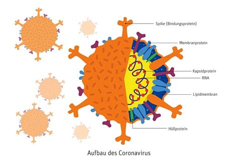 Coronavirus Steckbrief Eines Unheilsbringers Forschung Spezial