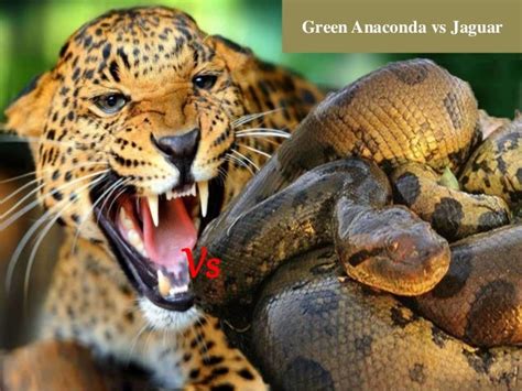 Anaconda Pictures Carinewbi