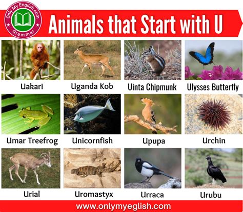 25 Animals That Start With U Animals Beginning With U