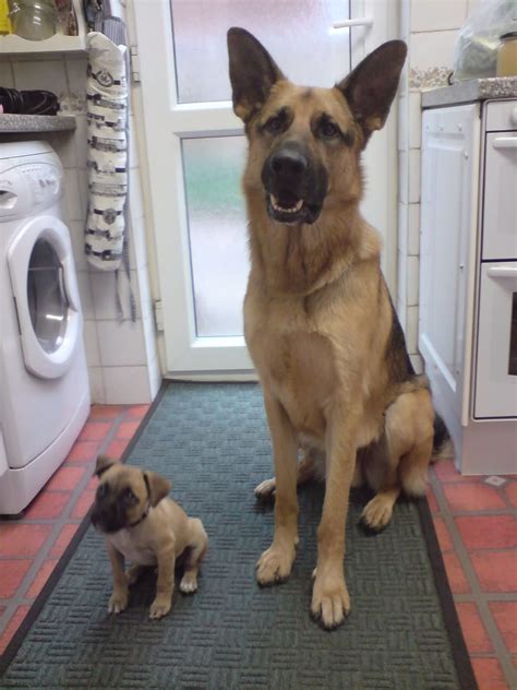 Color black, gray, brown or mottled. Short Haired Caucasian Shepherd Dog - Hair Style Magazine ...