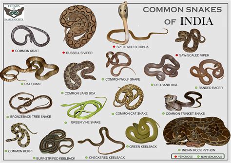 Types Of Snakes In India