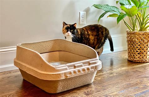 An Eco Friendly Litter Box Can Save Your Cats Life — Kitty Sift