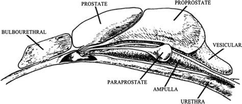 Reproductive Physiology of Male Rabbits: A Key Factor in Buck Selection