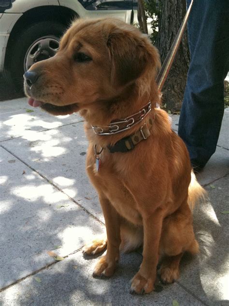 Dog Of The Day Frannie The Shar Peigolden Retriever Mix The Dogs Of