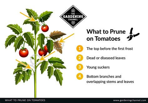 How To Grow And Prune The Sun Sugar Tomato