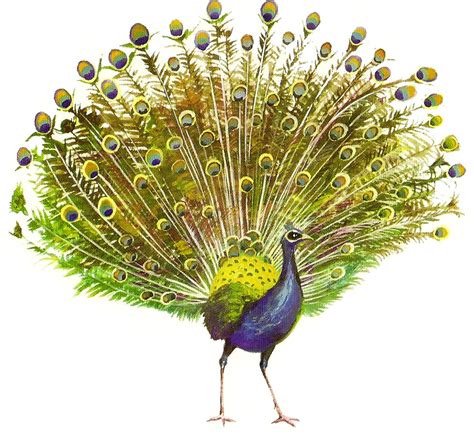 Peafowl Clip art - Peacock PNG png download - 863*798 ...