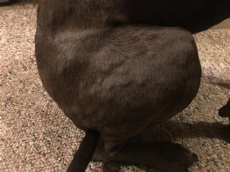 My Dog Has Some Weird Bumps All Over Her Legs And Body Petcoach