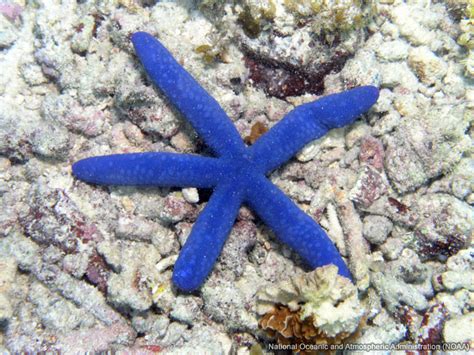 Blue Starfish Free Sea Wallpaper On Sea And Sky