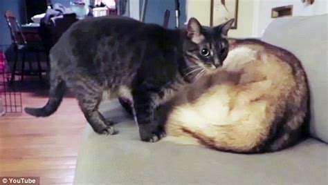 Cat Prefers Sleeping On Husky Friend Life With Dogs