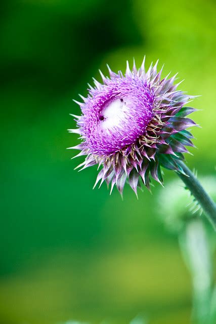 Unknown Purple Spiky Flower Flickr Photo Sharing