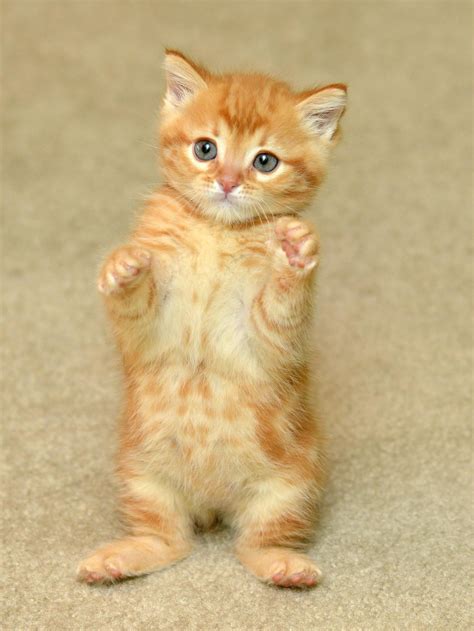 Pretty Please Cats Cute Cats Orange Tabby Cats