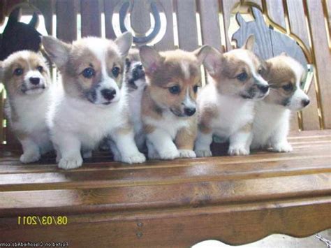 All these puppies are sold and have gone to their forever homes. Corgi Puppies For Sale Austin Tx | PETSIDI