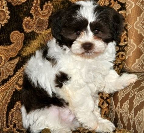 Whether you're just getting started on your sat prep in bozeman or you're taking the test tomorrow, we've put together some tips to help raise your score. Havanese Puppies For Sale | Bozeman, MT #208553 | Petzlover