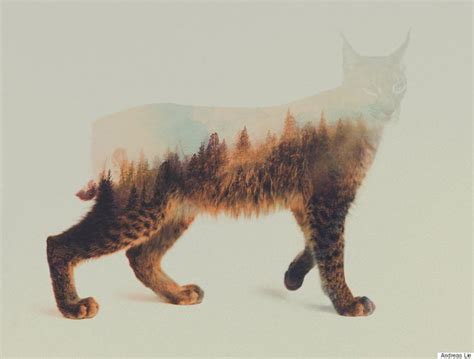 Wild Animals And The Forest Meet In Digitally Merged Photographs