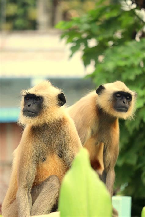 Indian Monkeys Pixahive