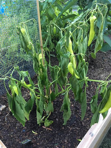 They normally turn from green to bright yellow and bright red when they are mature. What's happening to my banana pepper plant? Harvested ...