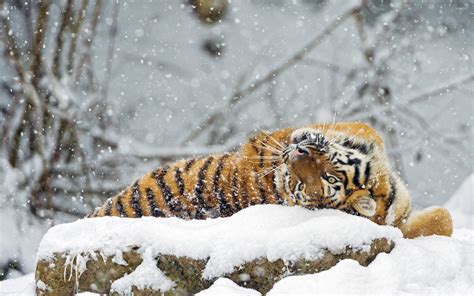 Tiger In Snow Wallpaper Hd