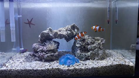 Harga air laut asli 19 liter untuk akuarium laut (natural salt water) rp14.000. AQUARIUM AIR LAUT TANPA SKIMMER || PROSES 1 - YouTube
