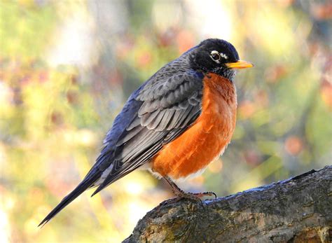 The Most Common Birds Youll See In Your Backyard—and One Of The Rarest