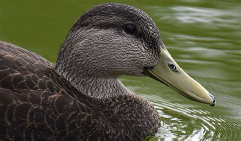 American Black Duck Audubon