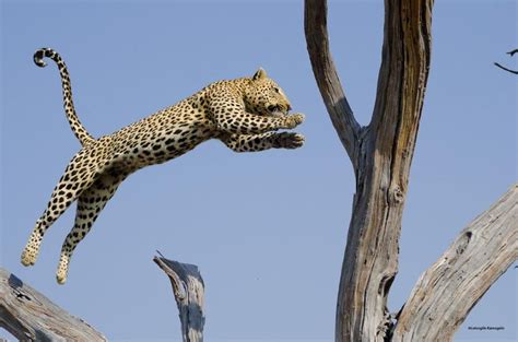 Just Wow Wilderness Safaris Leopards Leap In The Linyanti © Lets