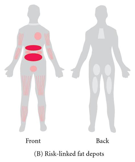 A The Main White Adipose Tissues Wats Are Abdominal Subcutaneous