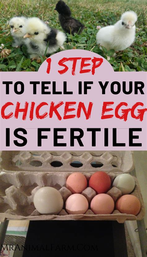 How To Tell If Your Chicken Egg Is Fertile Mranimal Farm In 2021