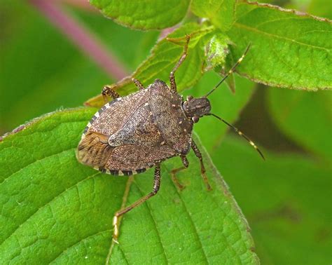 Warmer Temps Have Led To A Rise In Stink Bugs In The Us And Europe