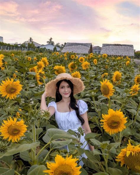Gambar bunga cantik dan indah lengkap. Bukan Amsterdam Atau Lopburi, Tapi Ladang Bunga Matahari ...