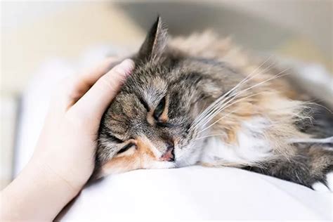 Signs And Symptoms Of Feline Leukemia What Cat Owners Need To Know Veterinary Medical Center Of