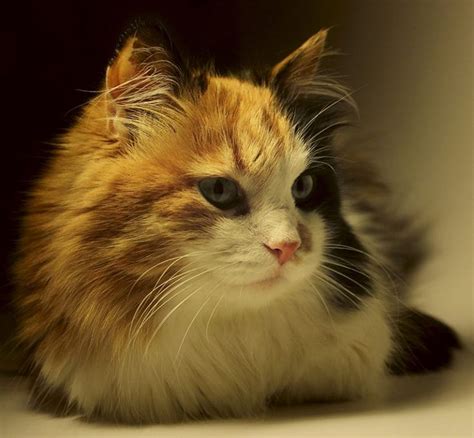 Calico Cat Facts 25 Amazing Facts About Calico Cats Calico Cat