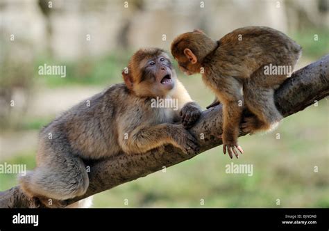 Mother And Baby Barbary Ape Stock Photo Alamy
